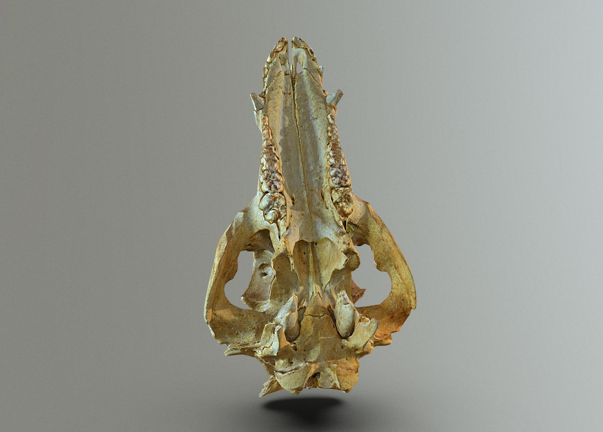 Wild Boar skull Low-poly 3D model_7