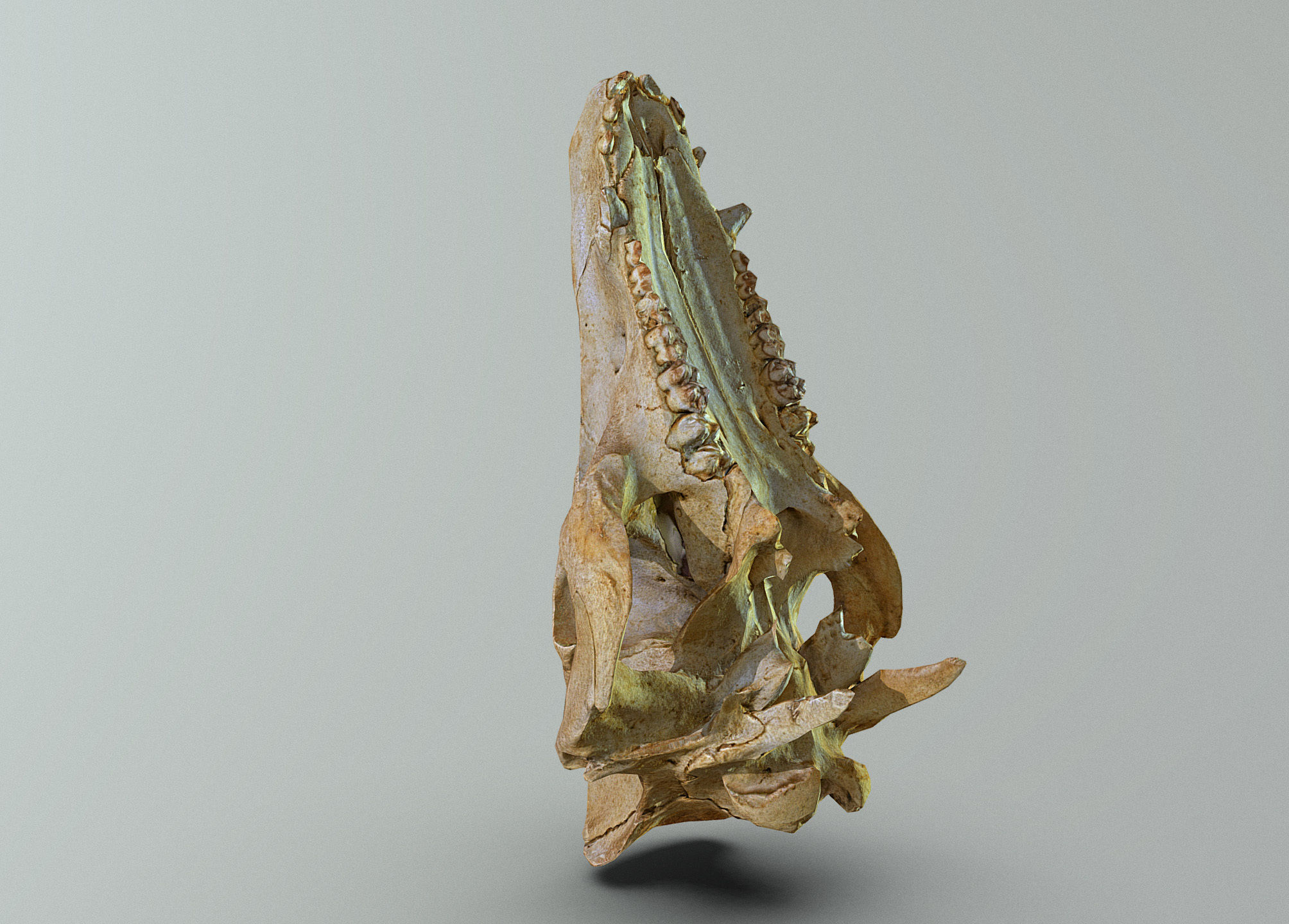 Wild Boar skull Low-poly 3D model_4