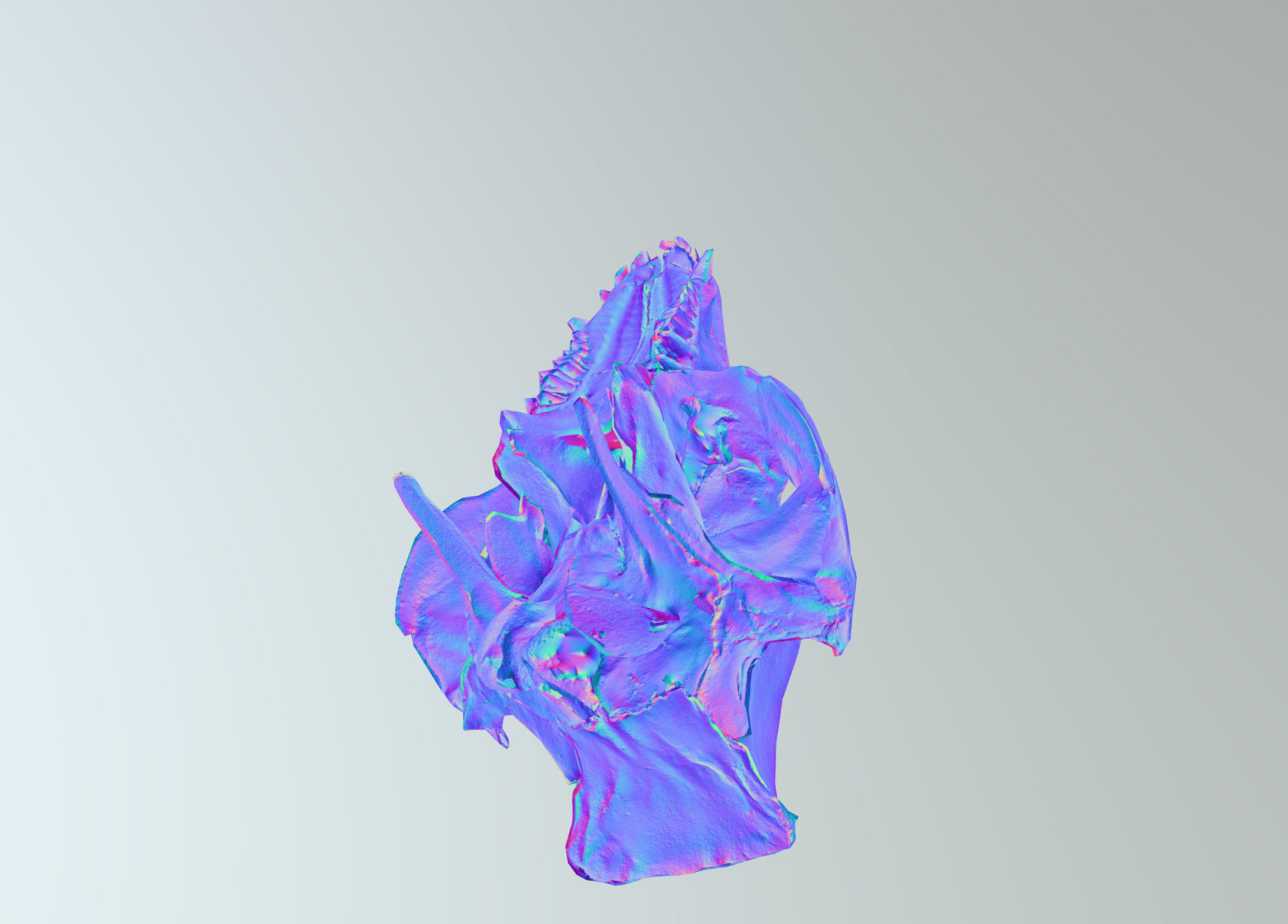 Wild Boar skull Low-poly 3D model_37