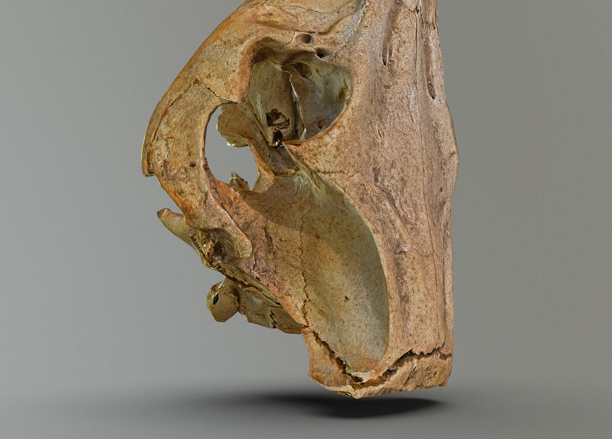 Wild Boar skull Low-poly 3D model_18