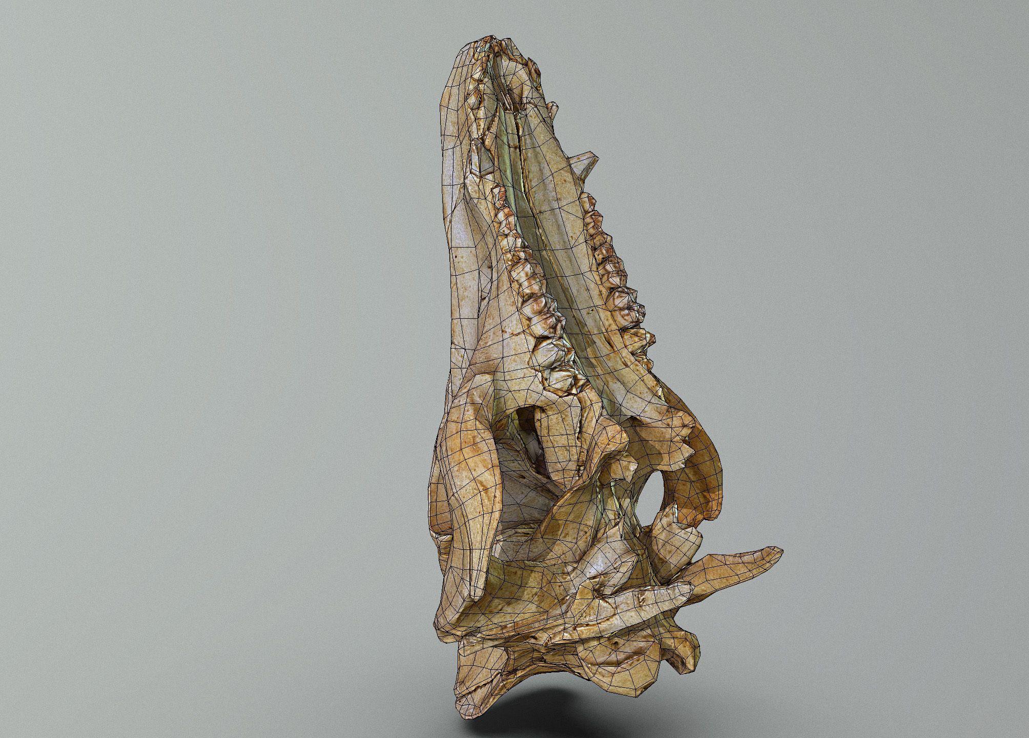 Wild Boar skull Low-poly 3D model_51