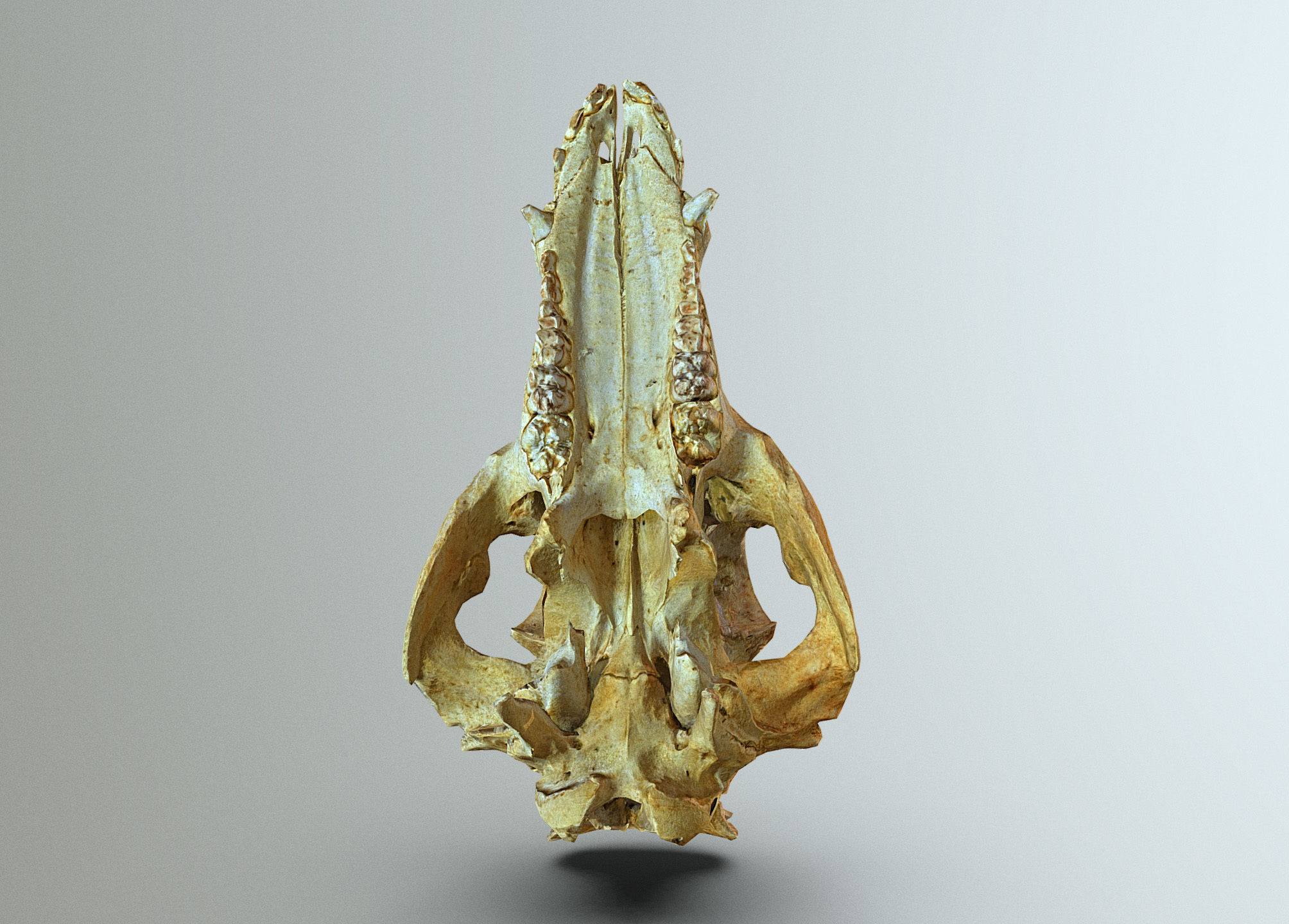 Wild Boar skull Low-poly 3D model_8