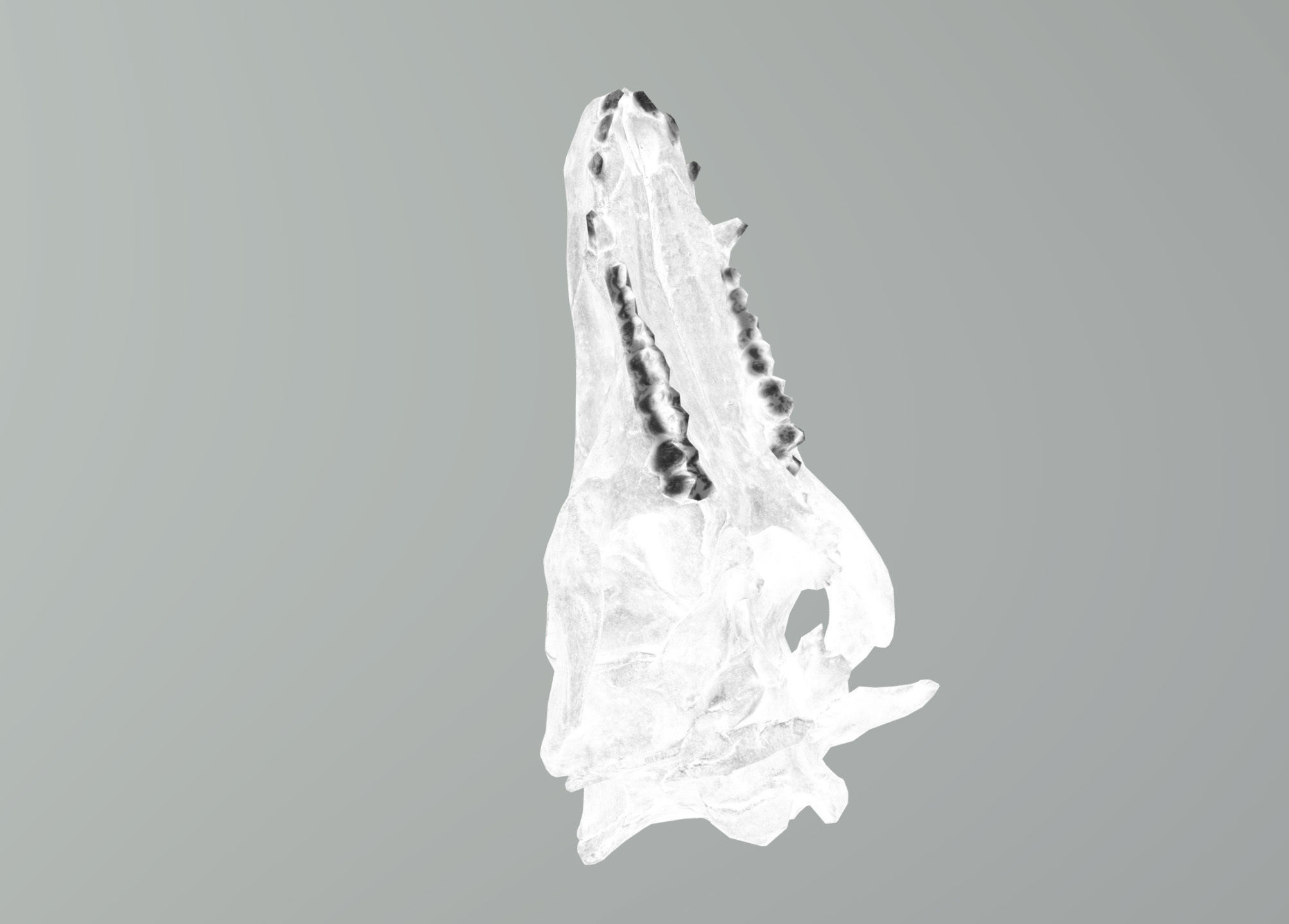 Wild Boar skull Low-poly 3D model_33