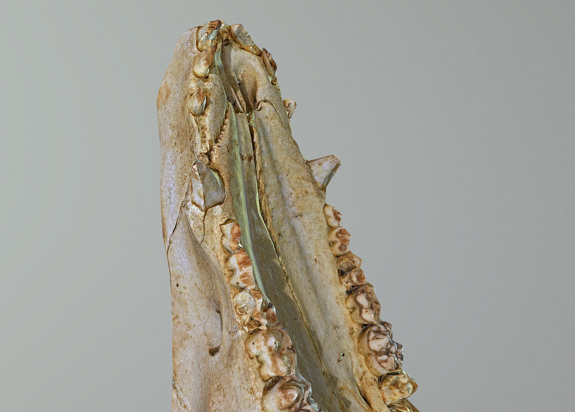 Wild Boar skull Low-poly 3D model_28