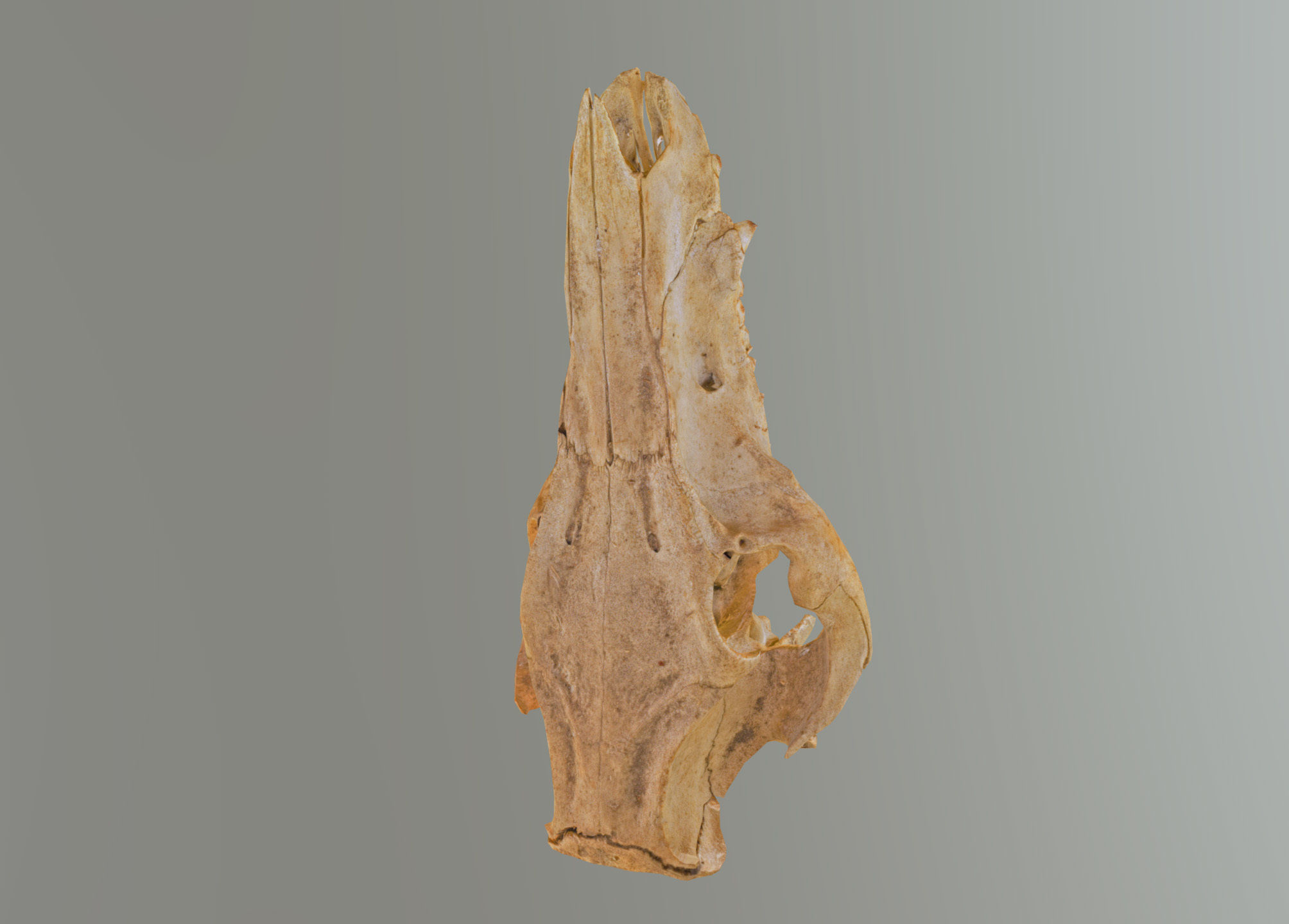 Wild Boar skull Low-poly 3D model_29