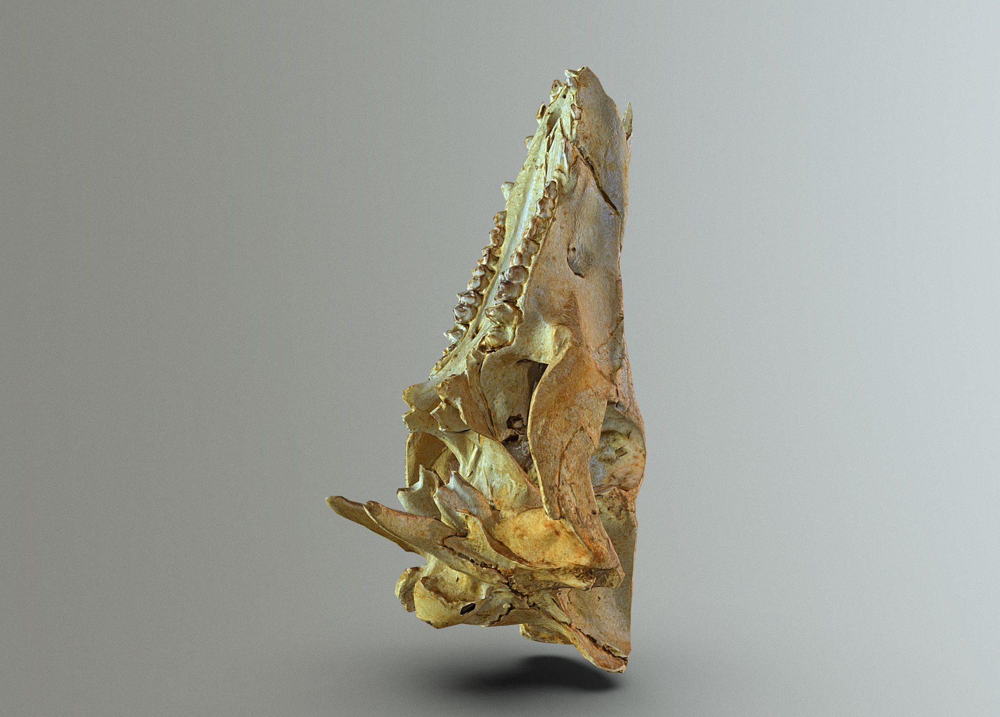 Wild Boar skull Low-poly 3D model_10