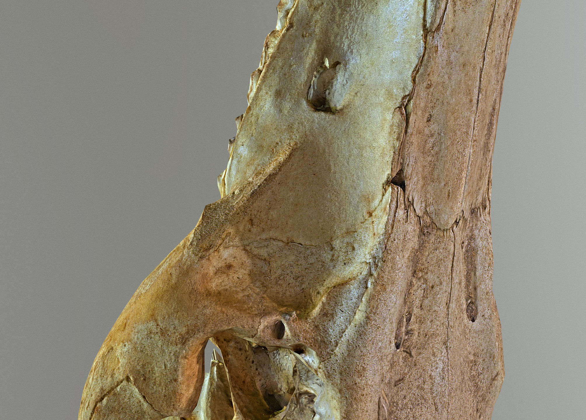 Wild Boar skull Low-poly 3D model_25