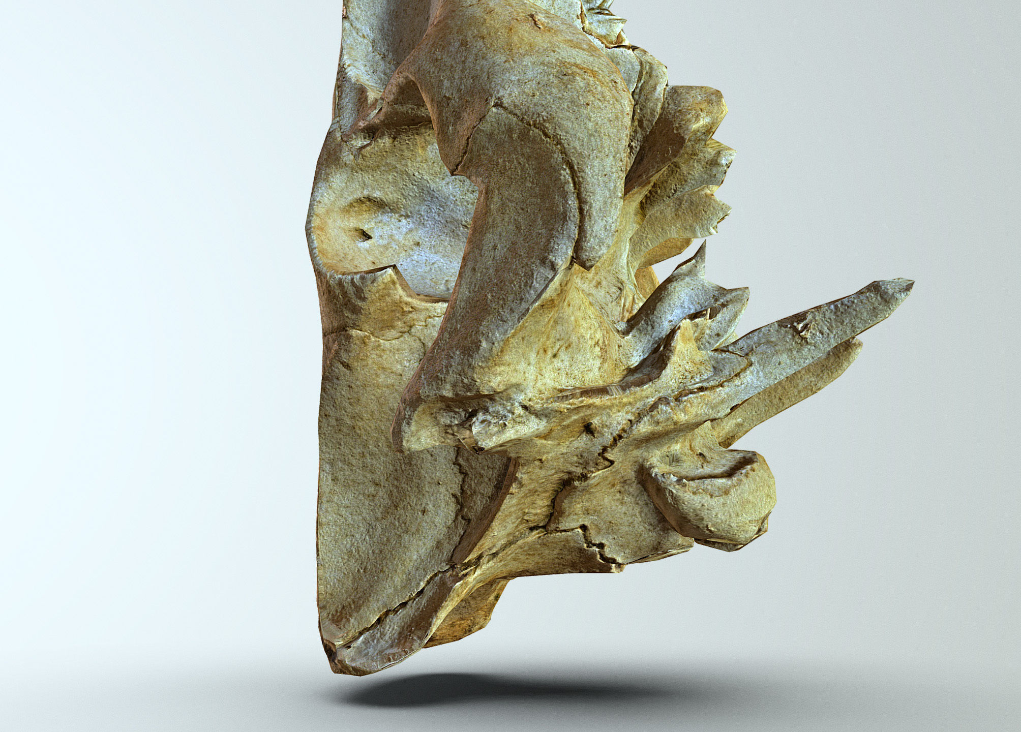 Wild Boar skull Low-poly 3D model_15