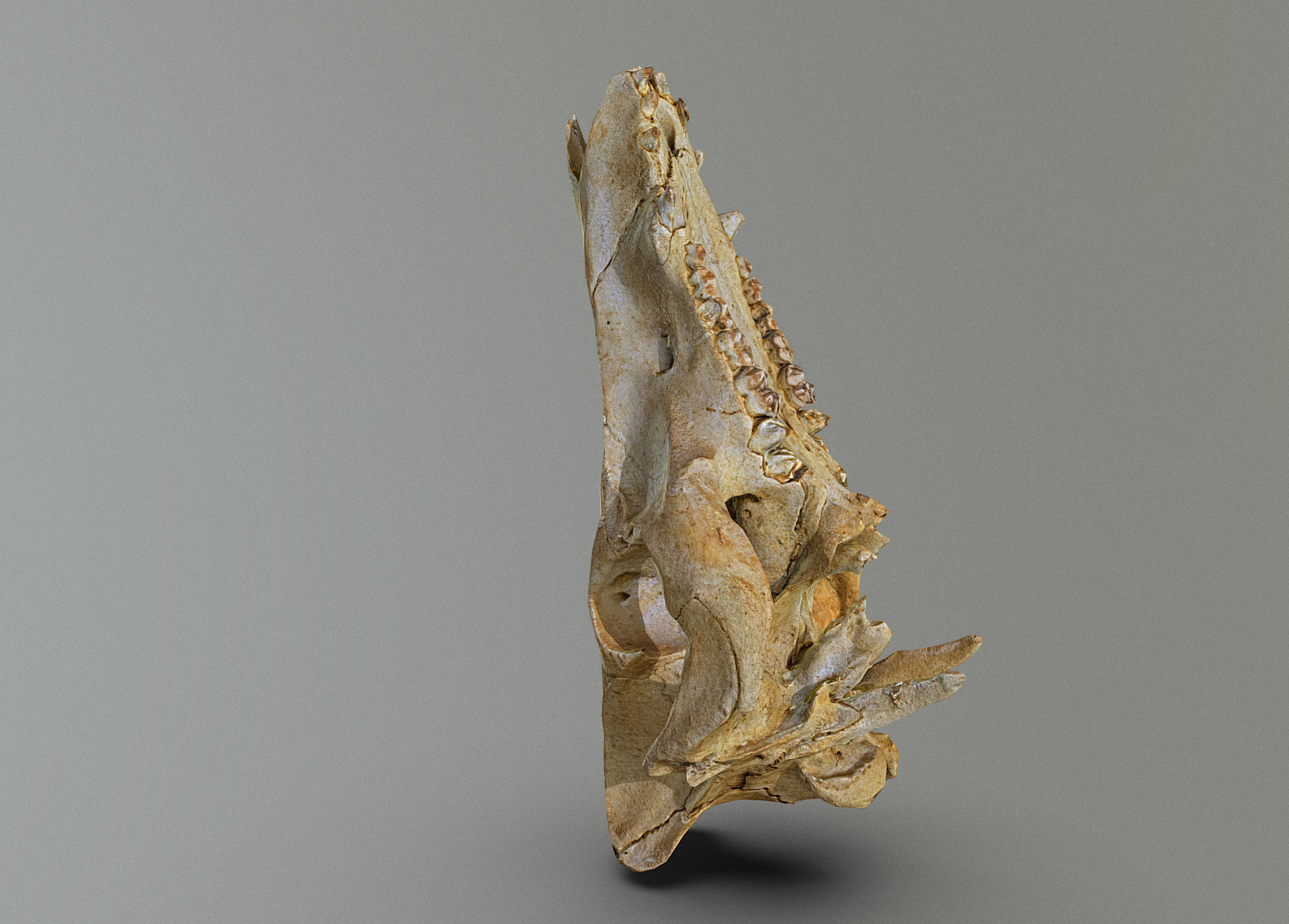 Wild Boar skull Low-poly 3D model_6