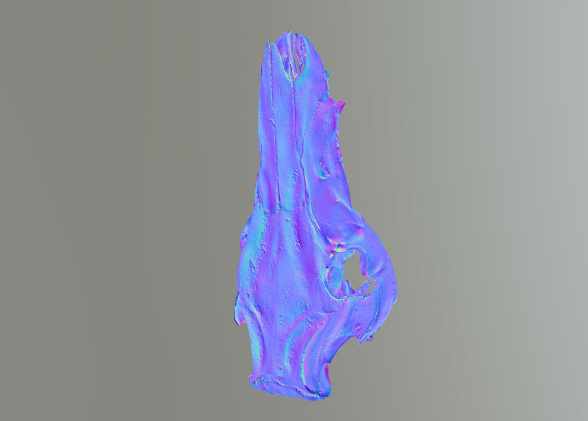 Wild Boar skull Low-poly 3D model_34