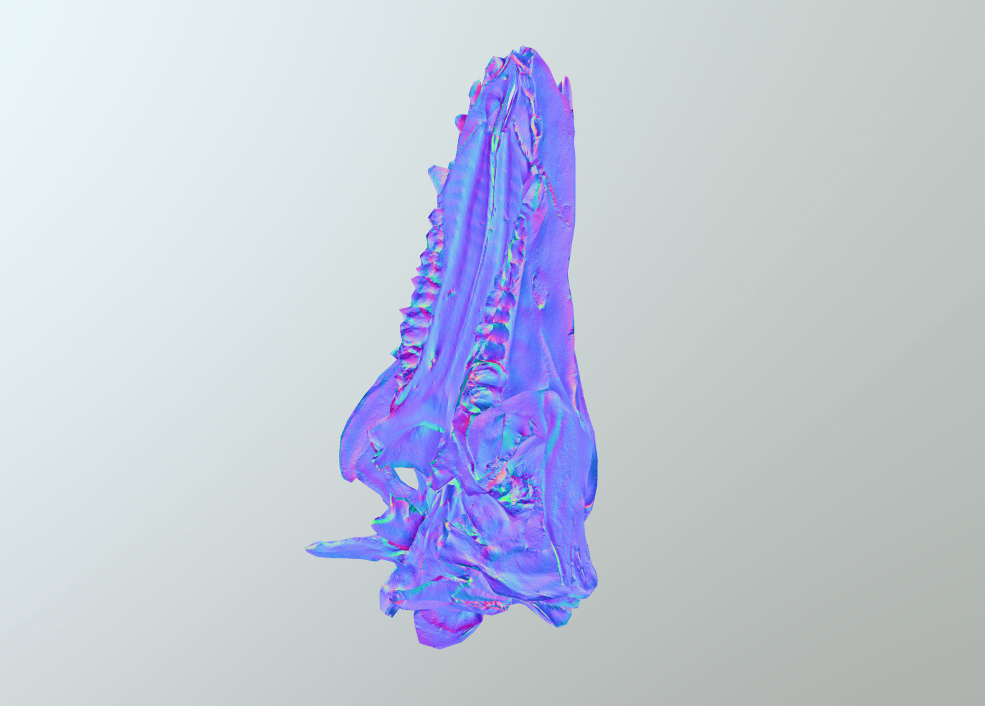 Wild Boar skull Low-poly 3D model_36