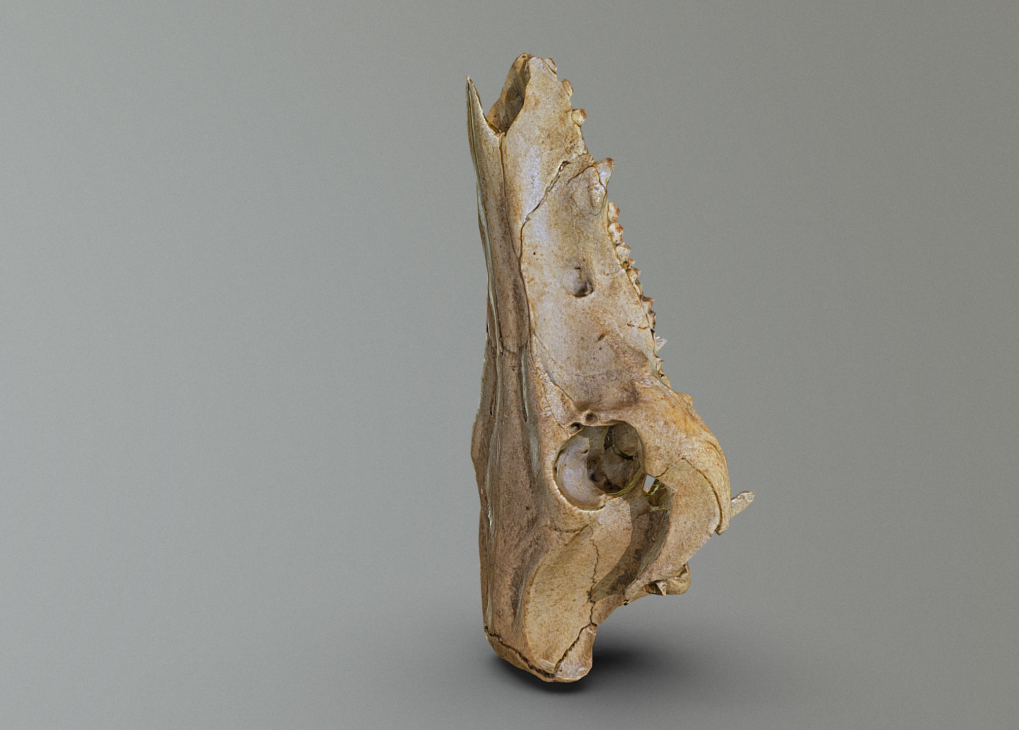 Wild Boar skull Low-poly 3D model_3