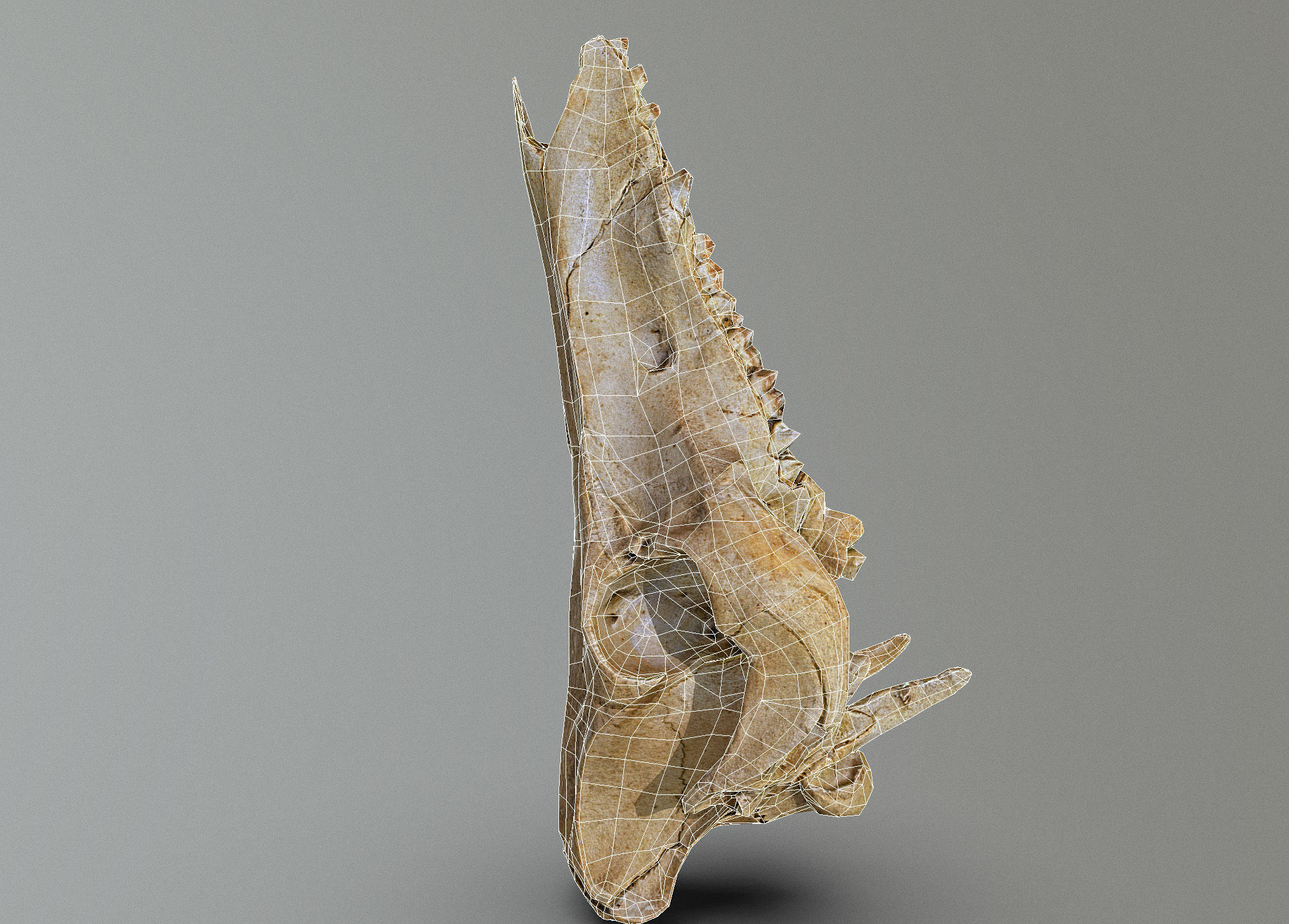 Wild Boar skull Low-poly 3D model_47