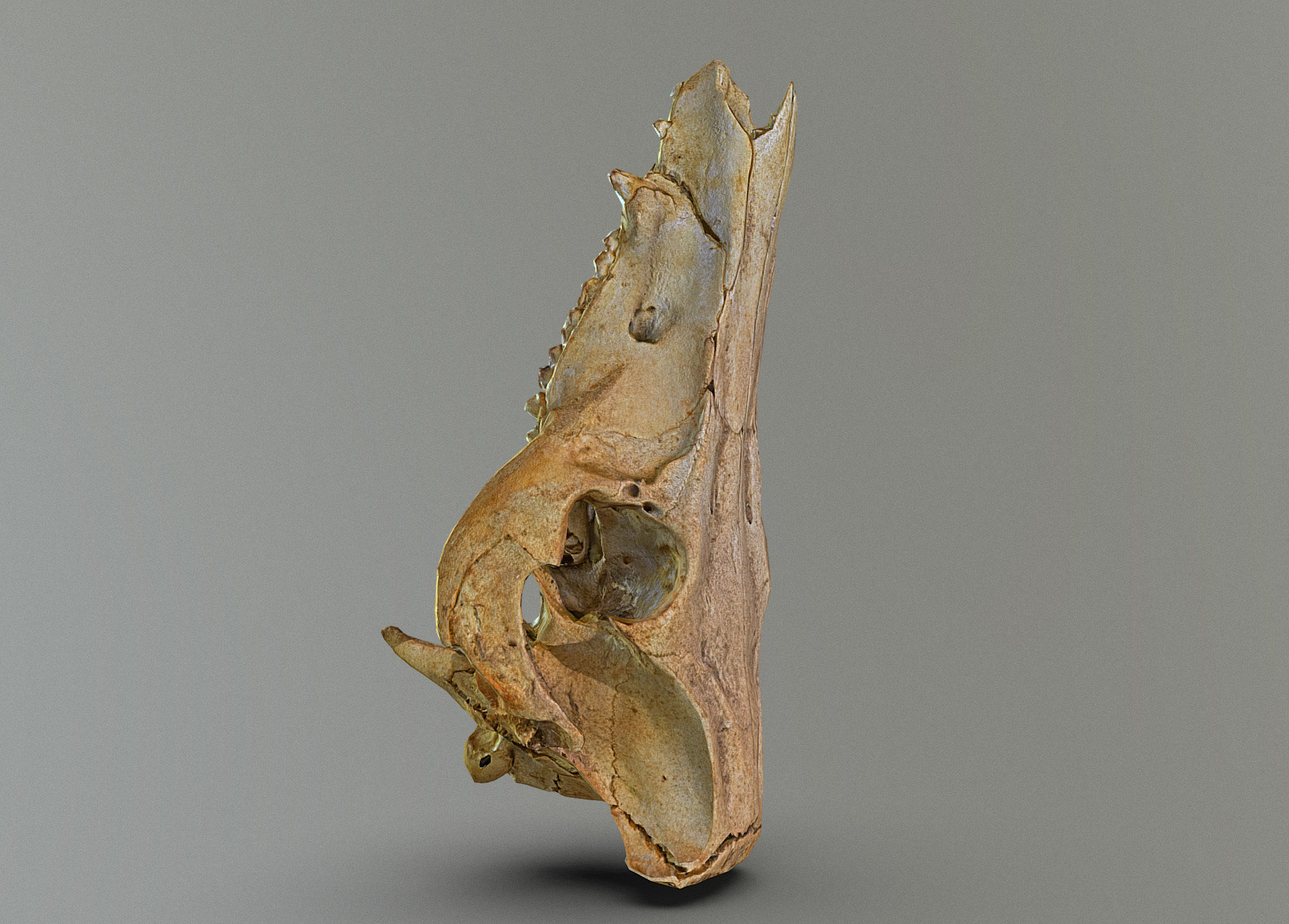 Wild Boar skull Low-poly 3D model_12