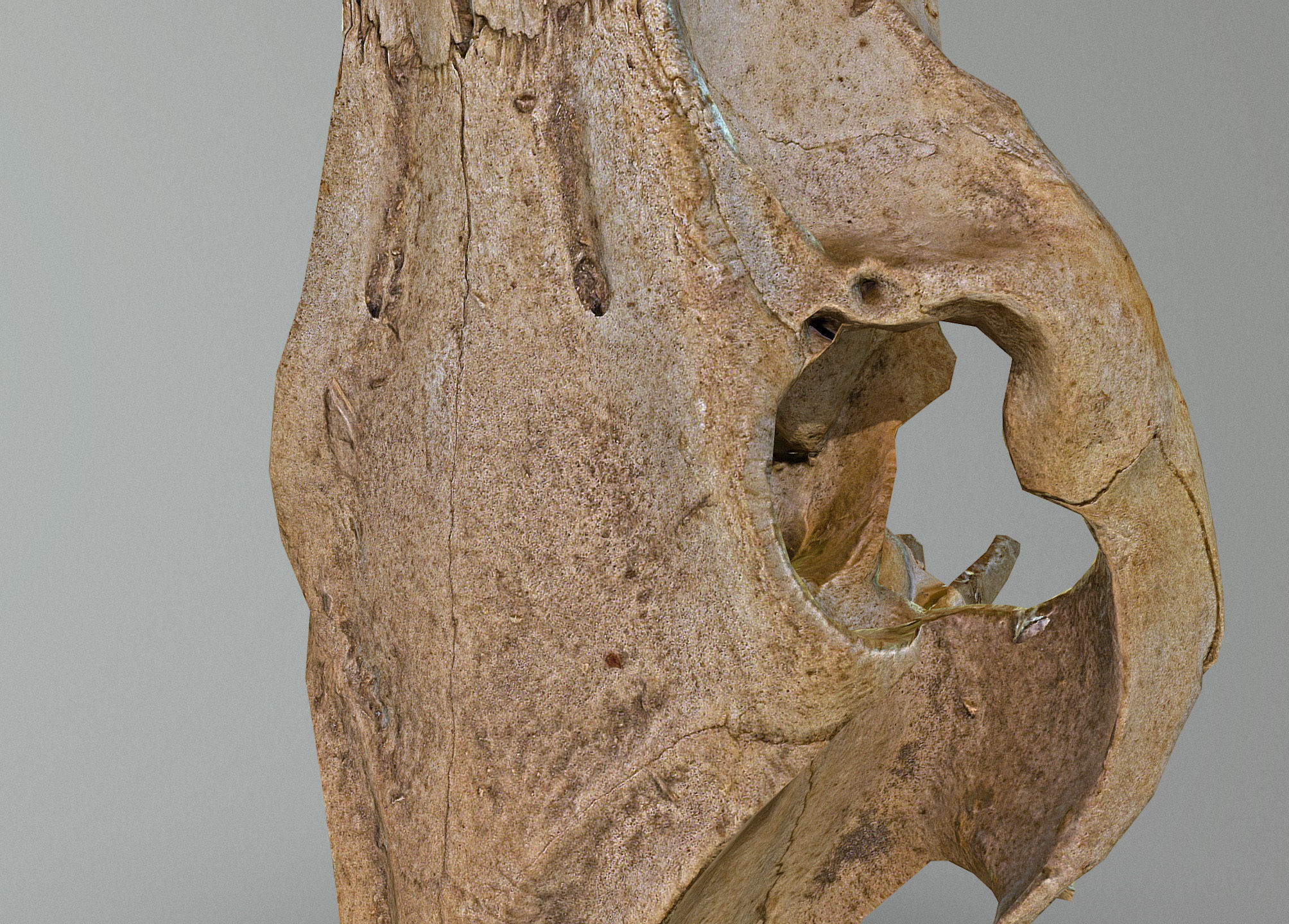 Wild Boar skull Low-poly 3D model_20