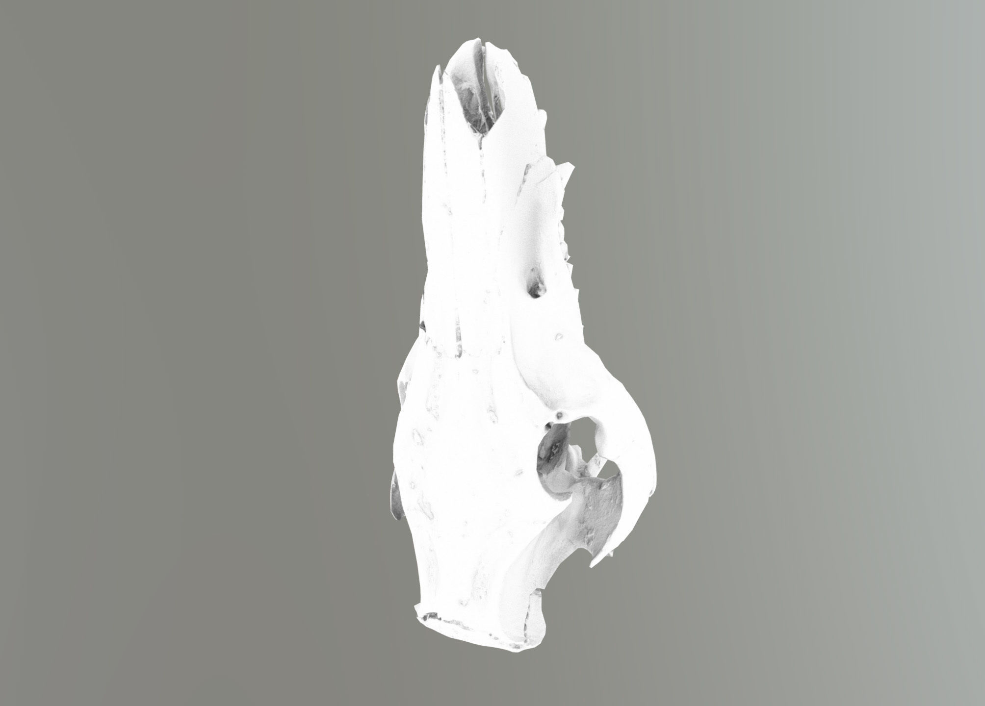 Wild Boar skull Low-poly 3D model_40