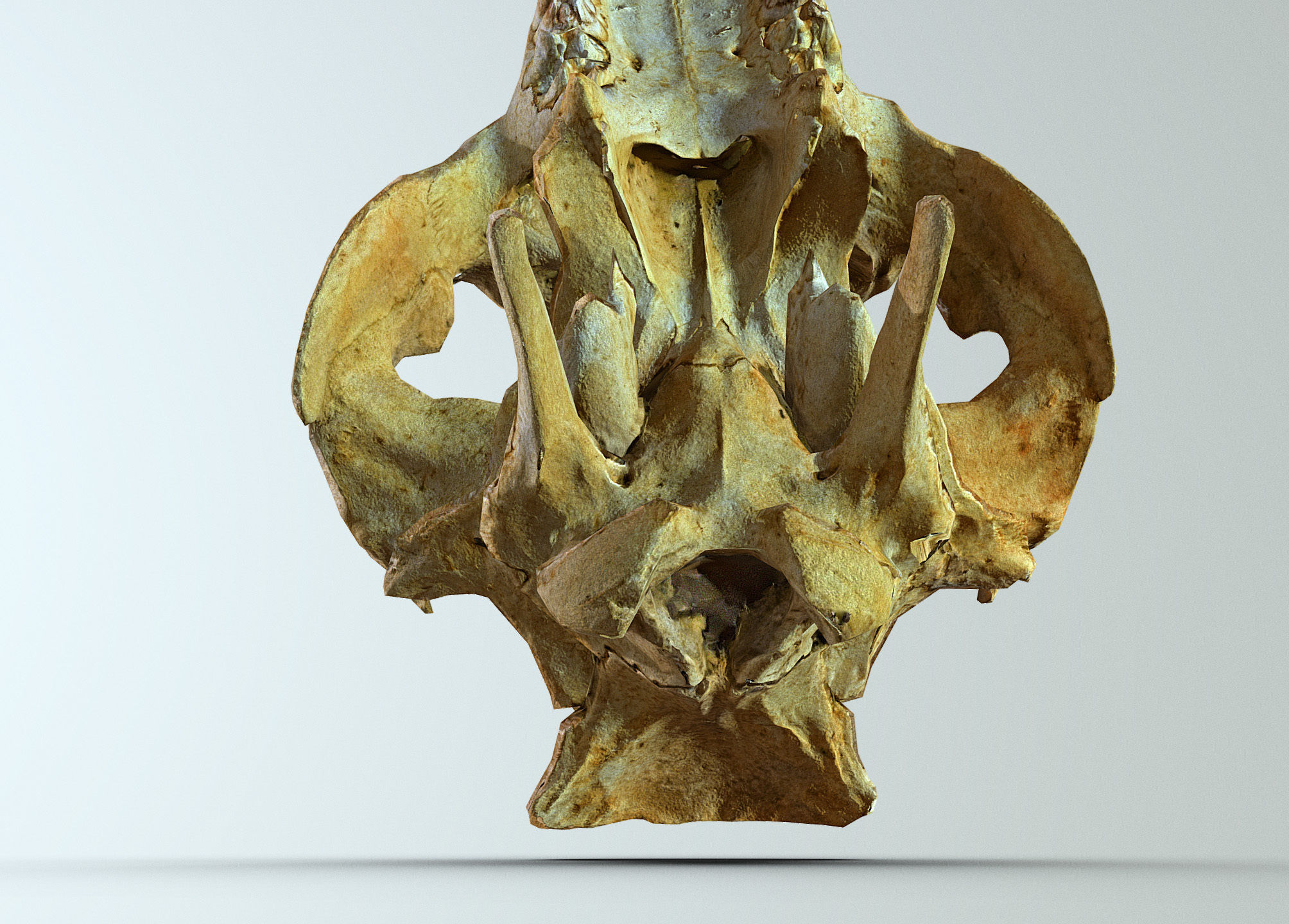 Wild Boar skull Low-poly 3D model_17