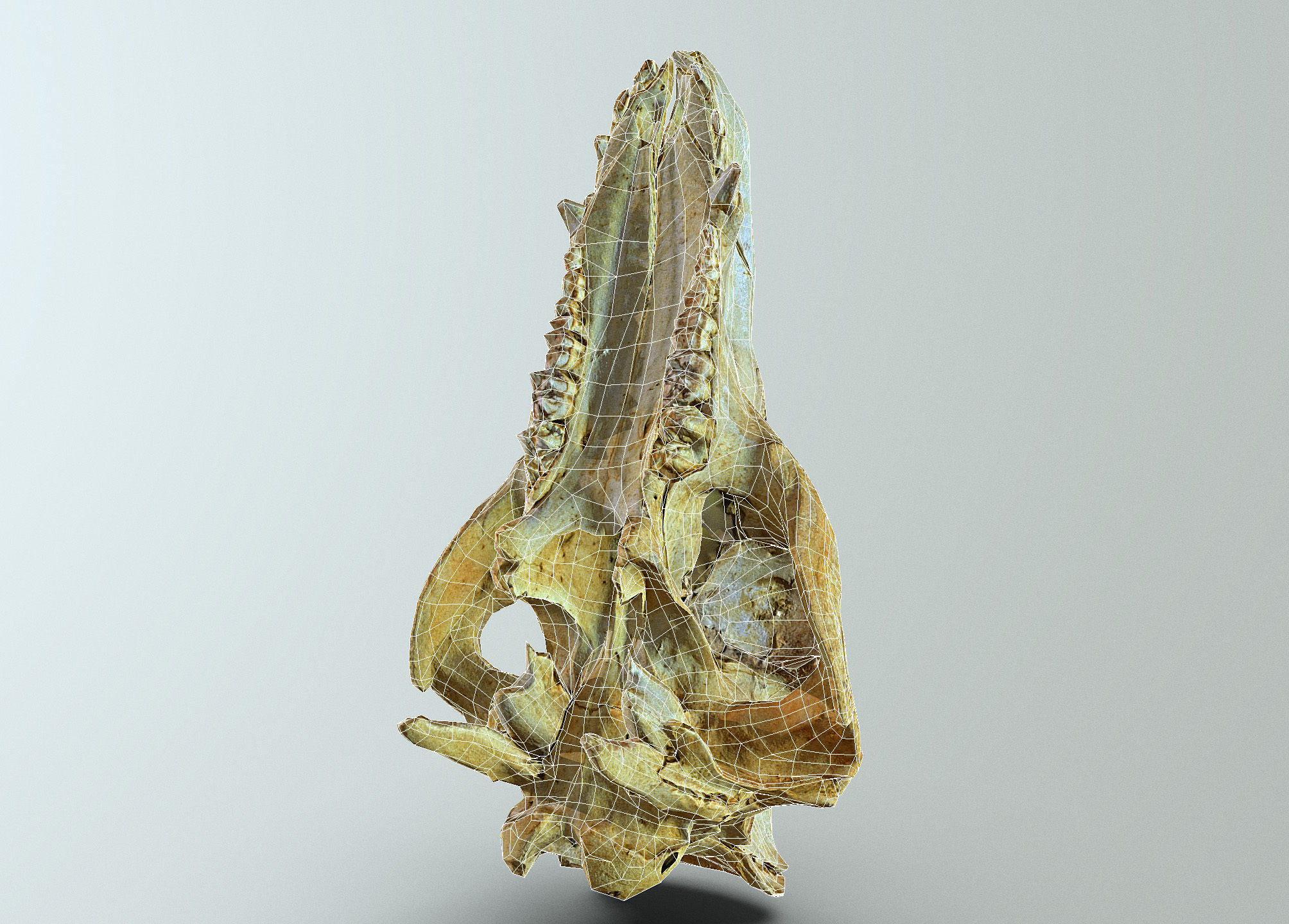 Wild Boar skull Low-poly 3D model_50