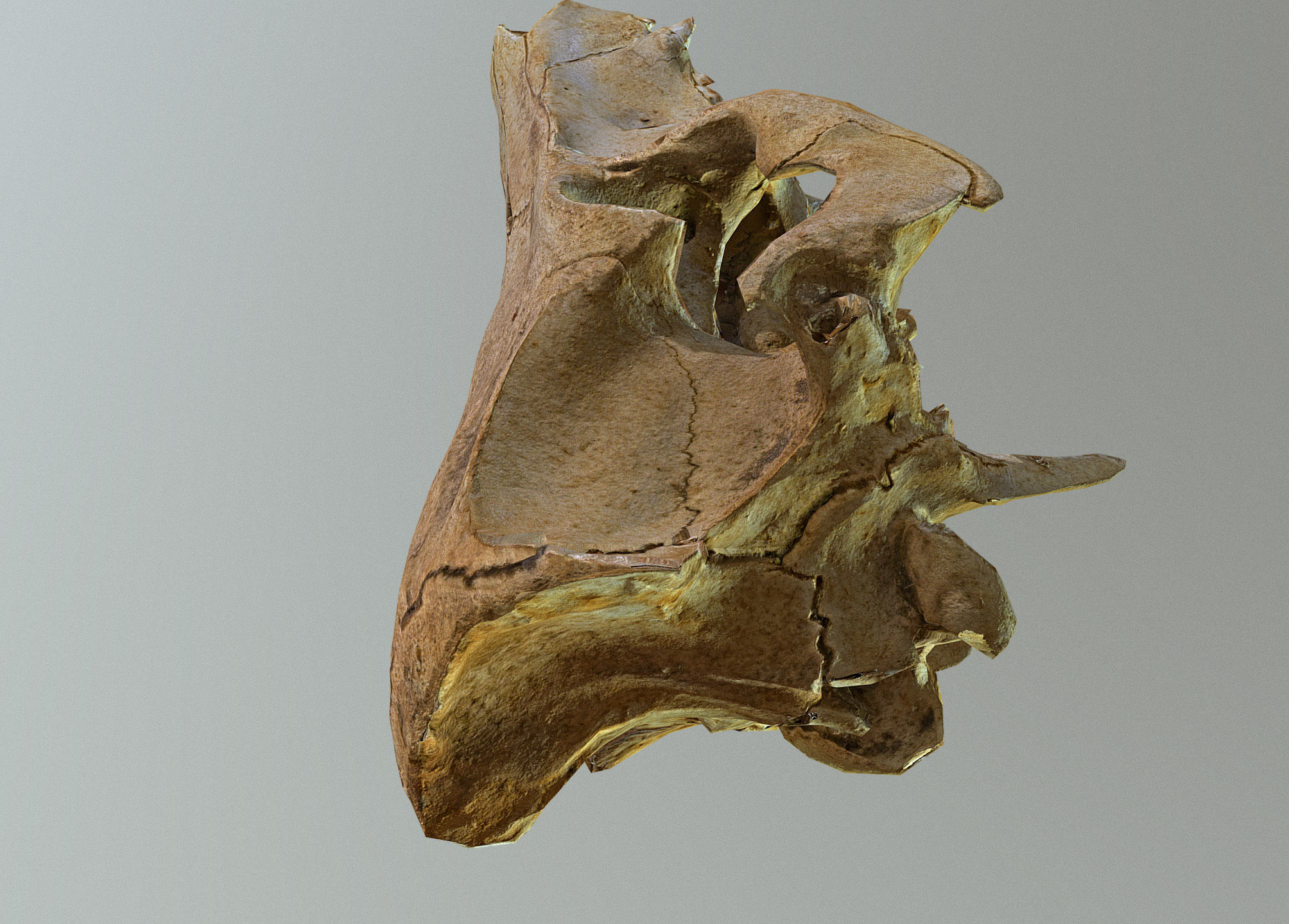 Wild Boar skull Low-poly 3D model_22