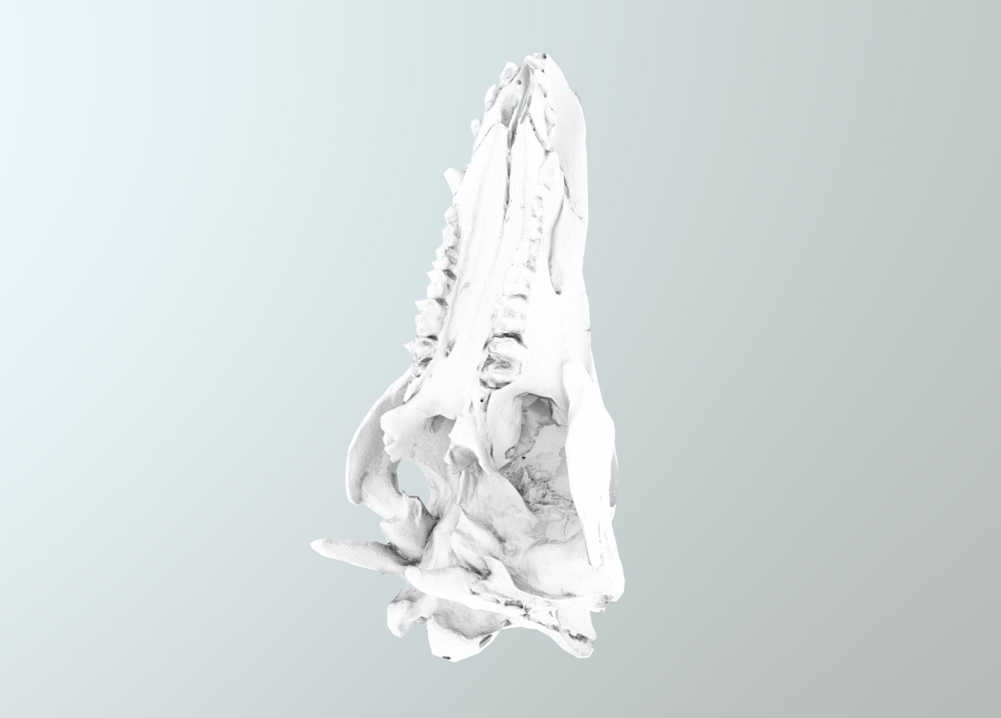Wild Boar skull Low-poly 3D model_38