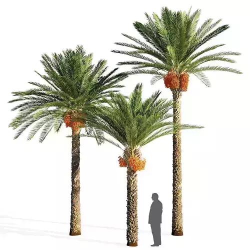 Date Palm 3D model