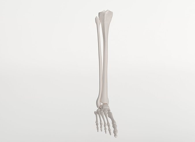 right leg 3D model