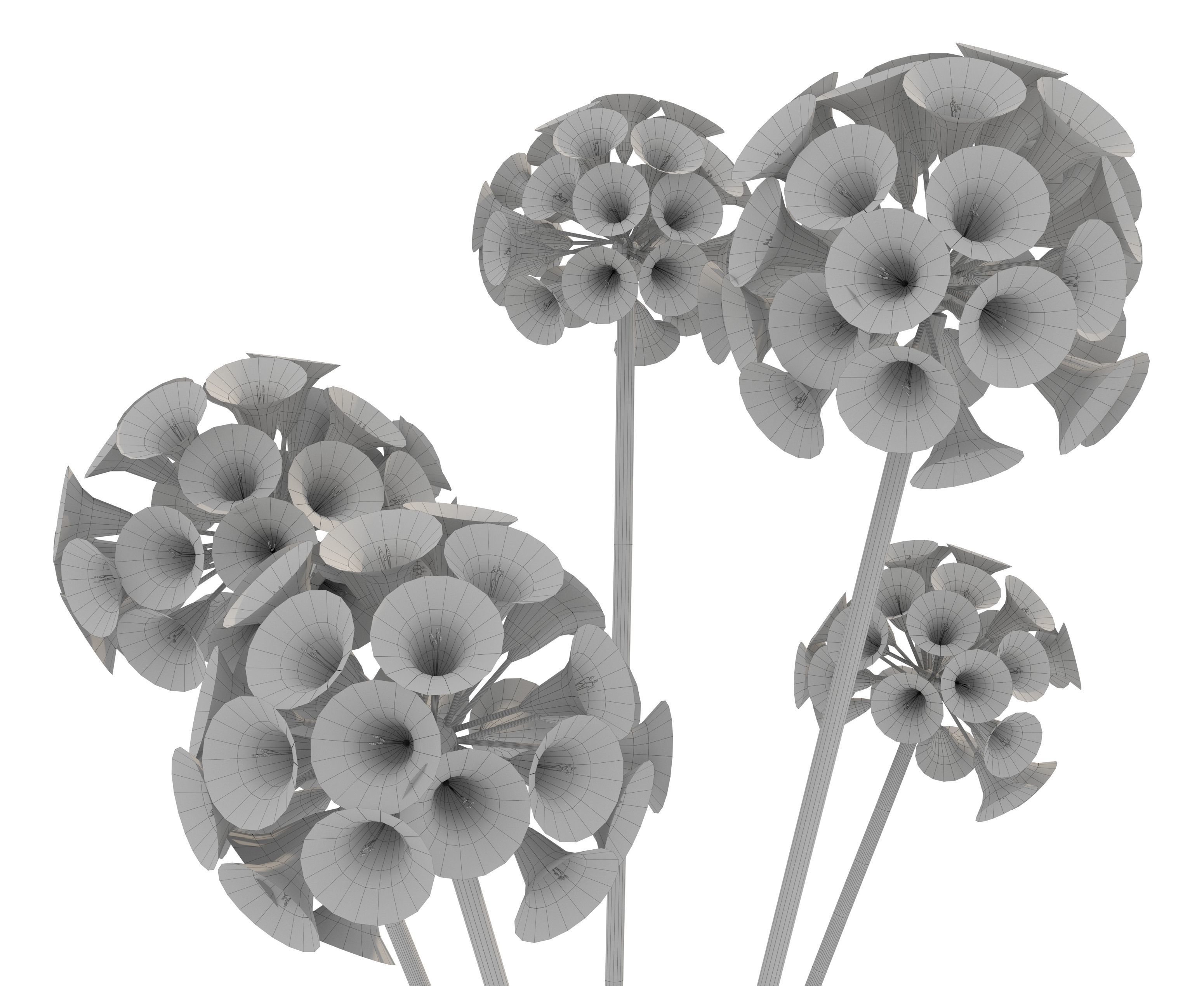 agapanthus africanus flower Low-poly 3D model_1