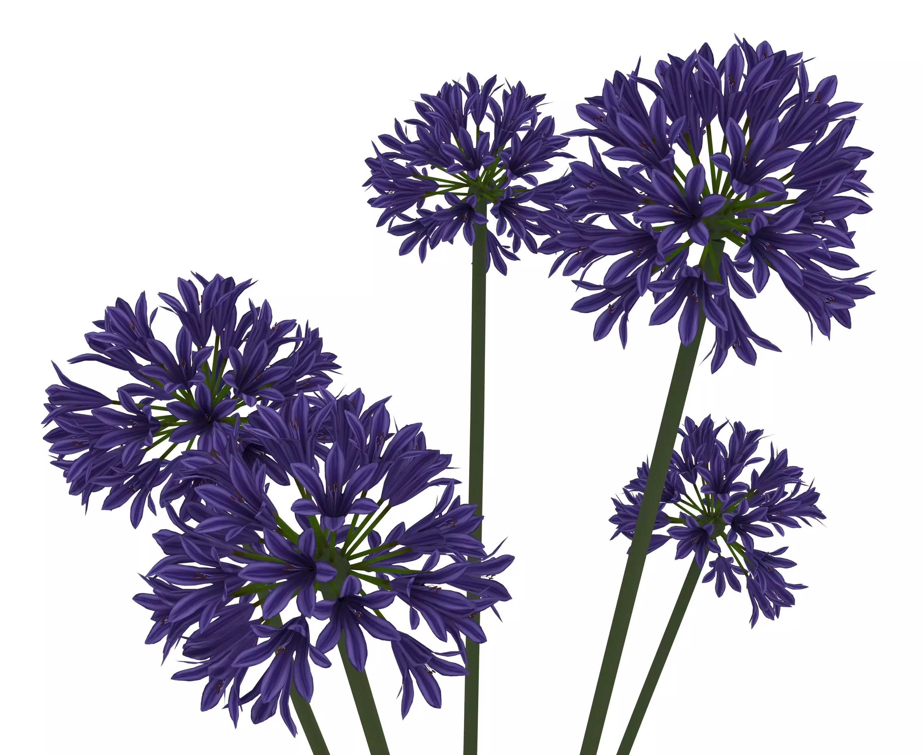 agapanthus africanus flower Low-poly 3D model_0