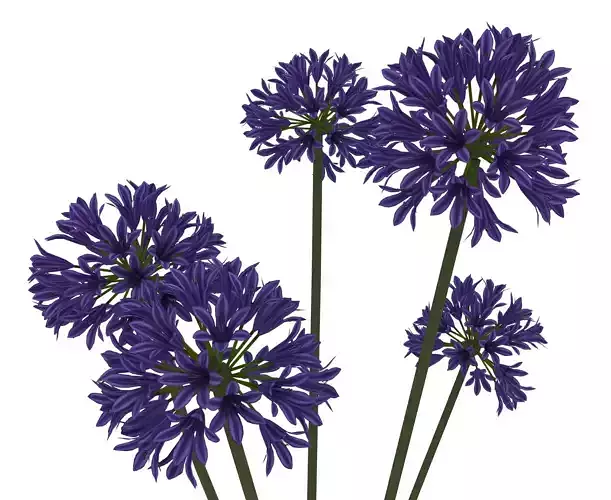 agapanthus africanus flower Low-poly 3D model
