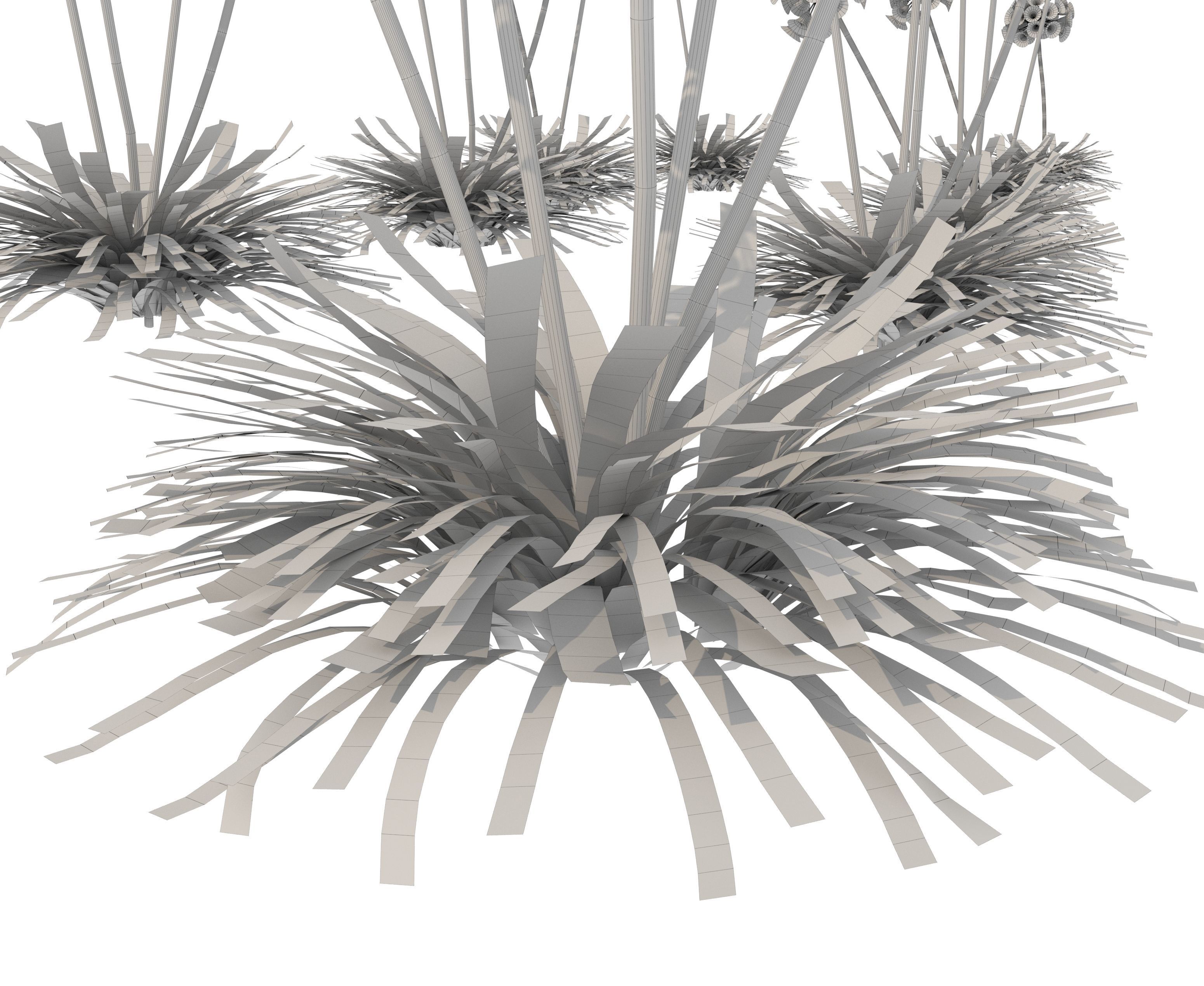 agapanthus africanus flower Low-poly 3D model_5