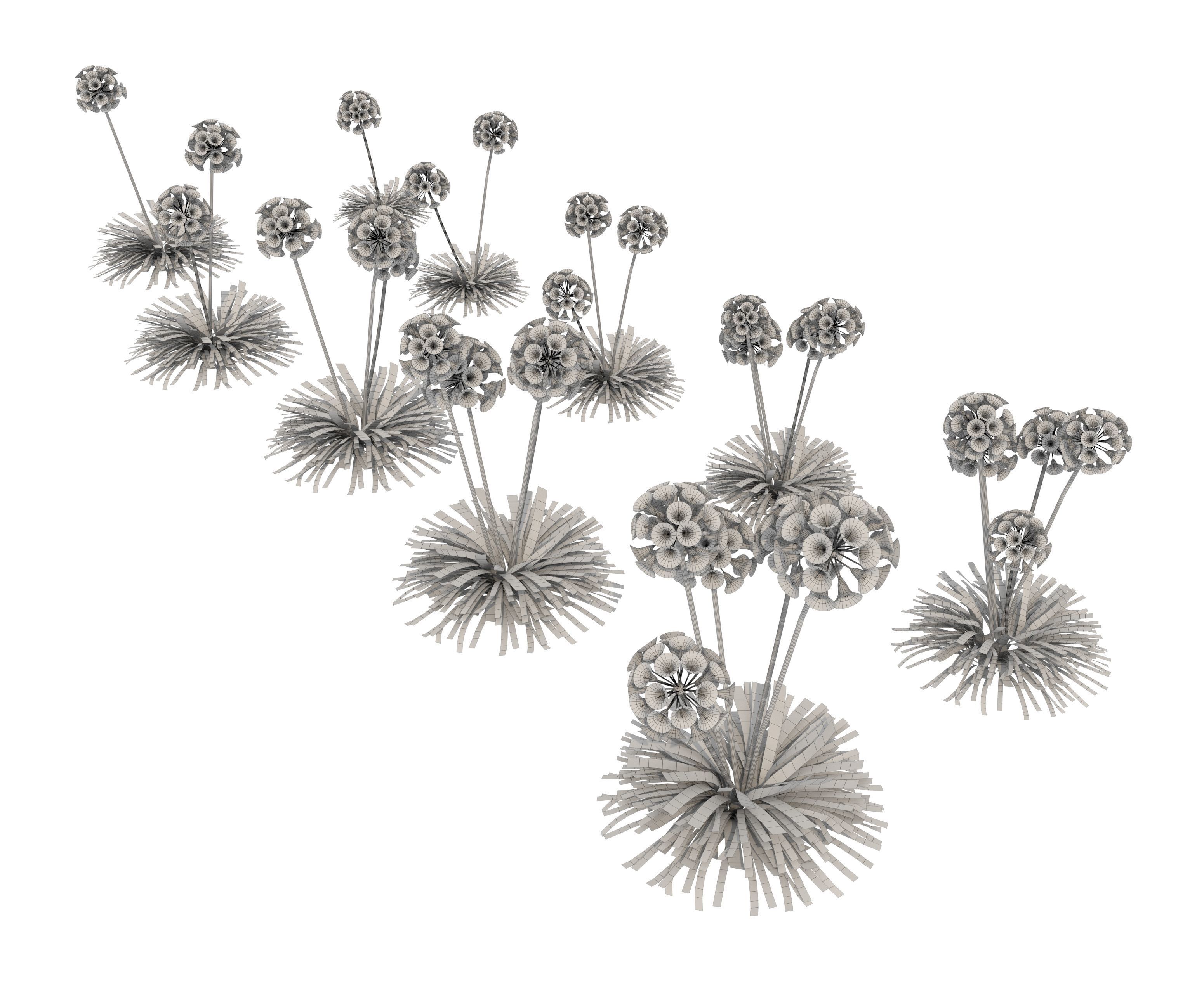 agapanthus africanus flower Low-poly 3D model_3