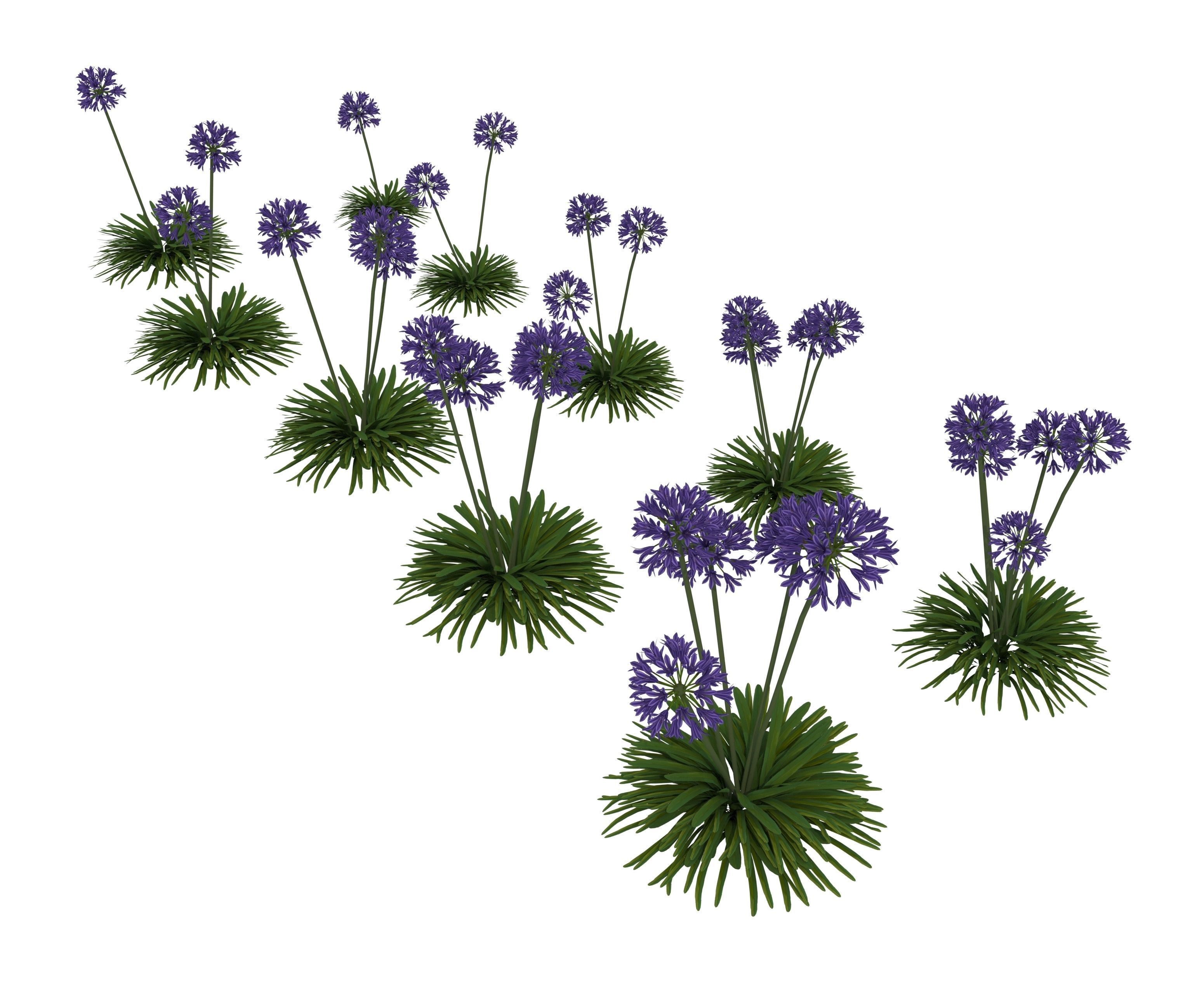 agapanthus africanus flower Low-poly 3D model_2