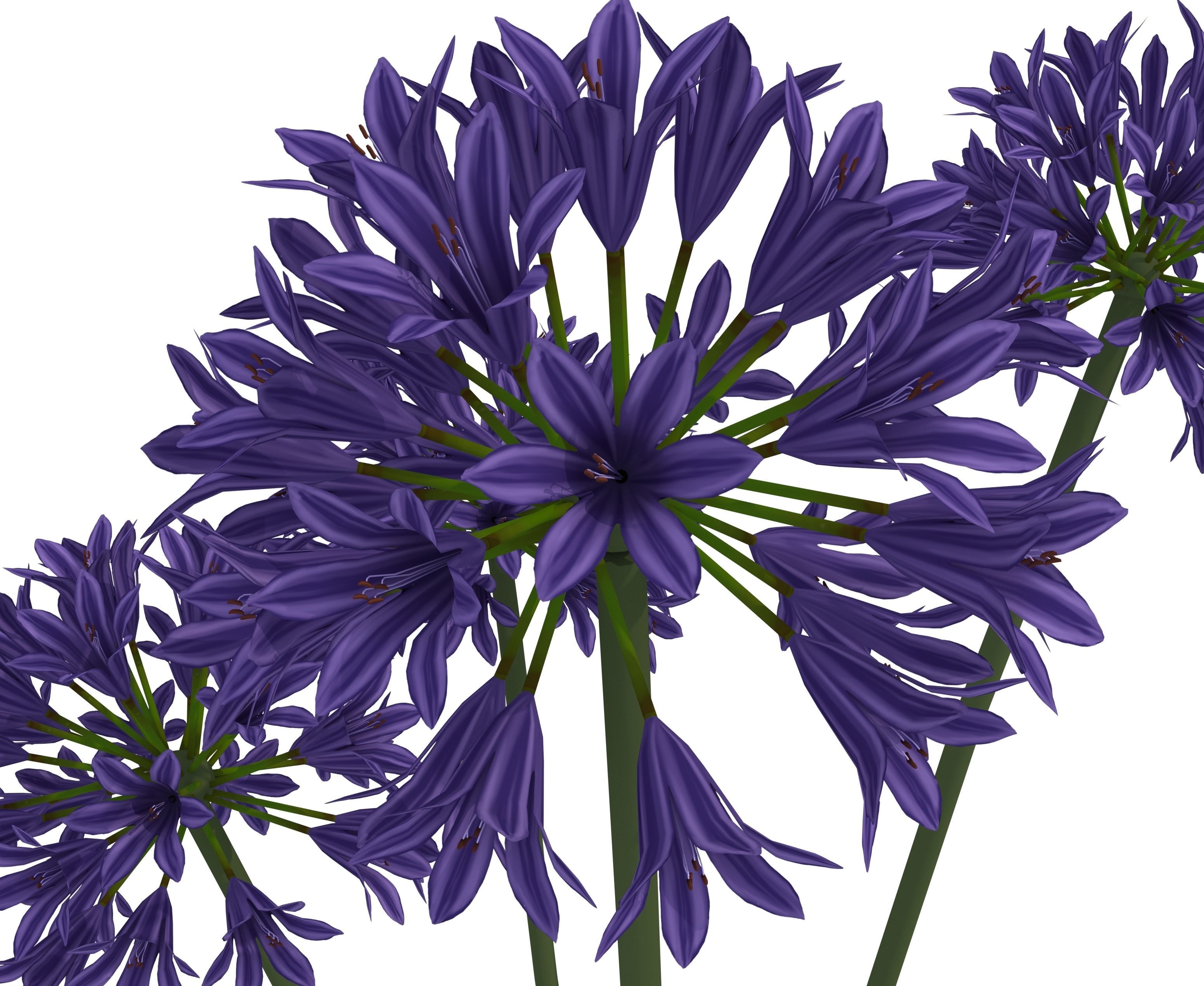agapanthus africanus flower Low-poly 3D model_6
