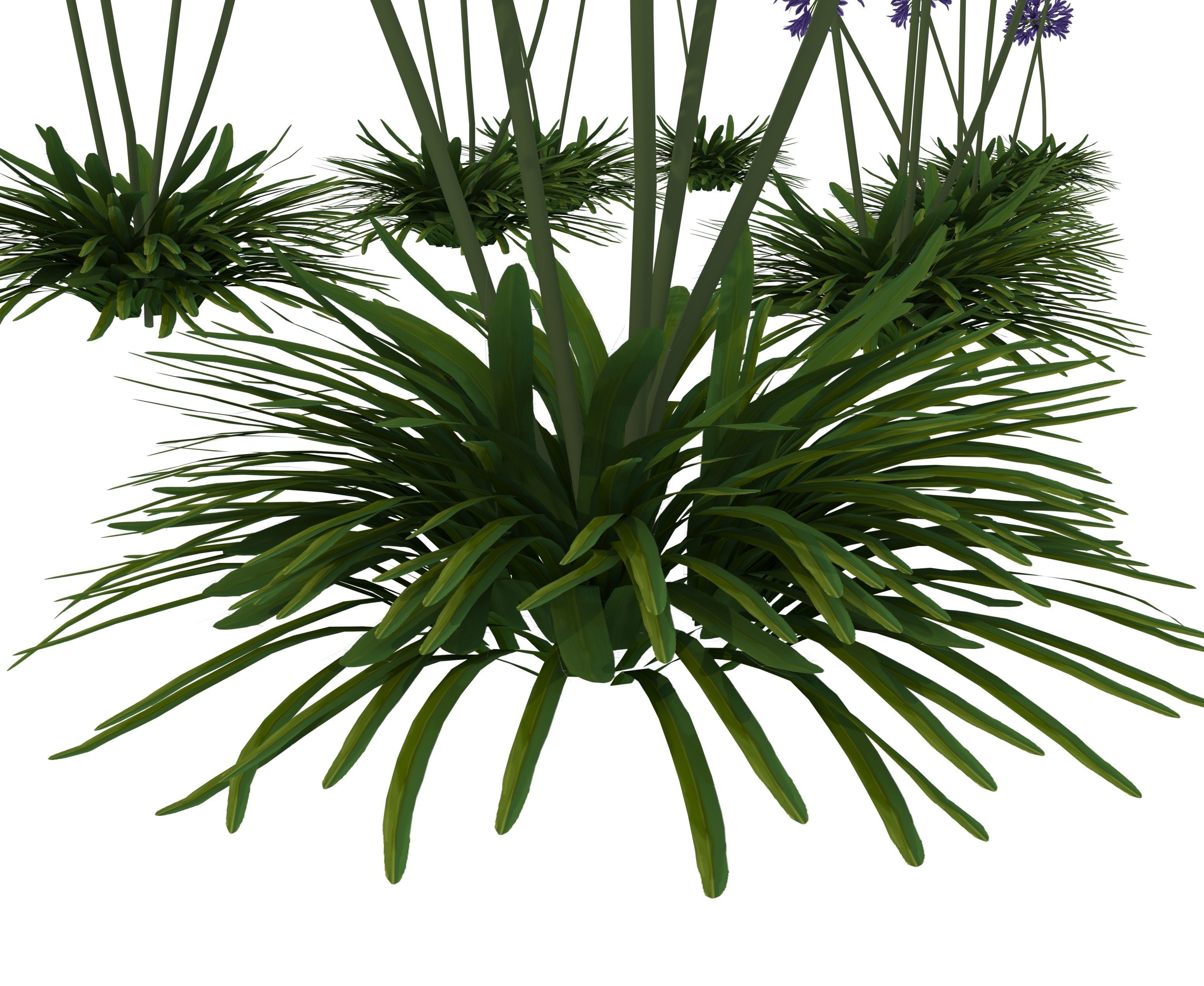 agapanthus africanus flower Low-poly 3D model_4