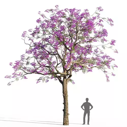 Jacaranda mimosifolia 1