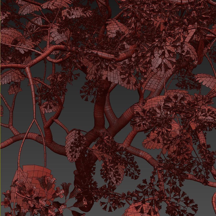 Jacaranda mimosifolia 3D model_4