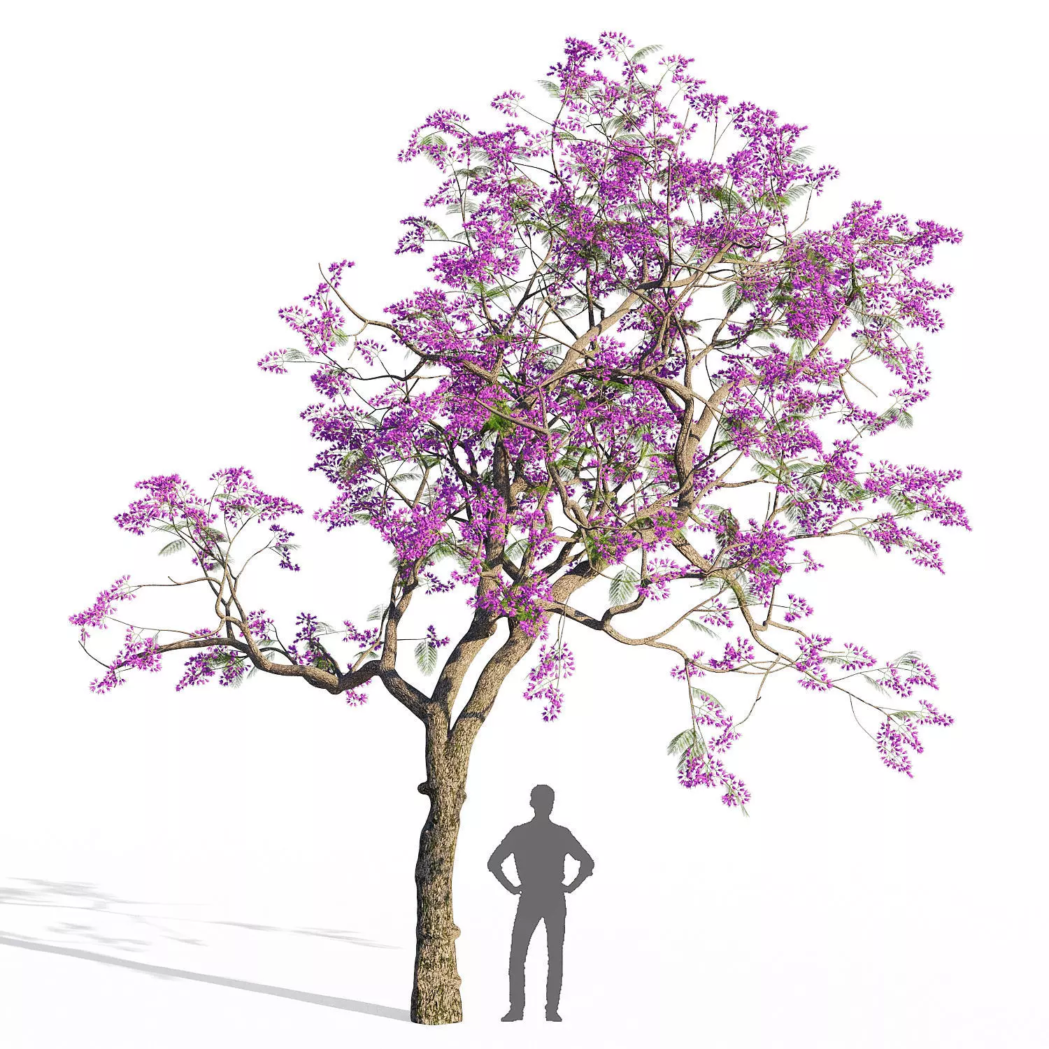 Jacaranda mimosifolia 3D model_0
