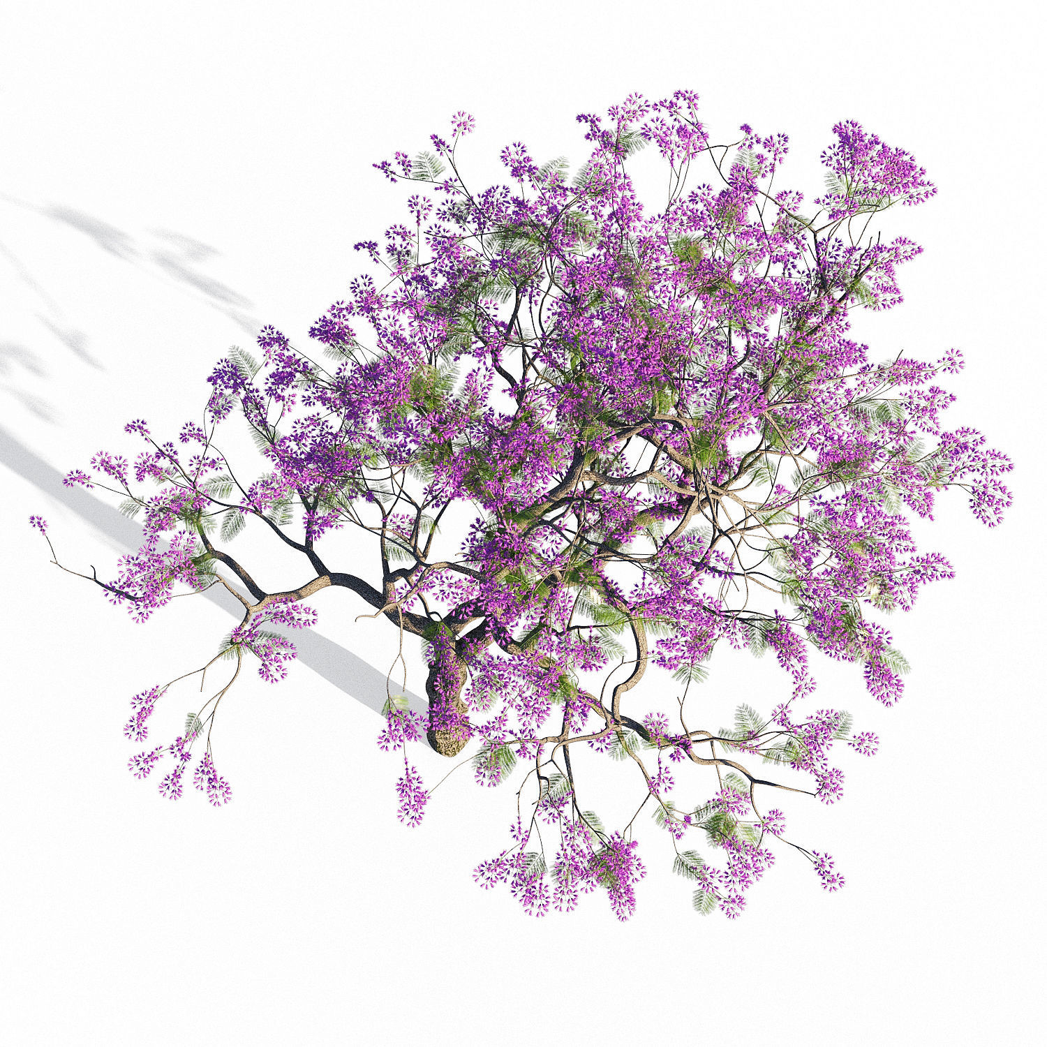 Jacaranda mimosifolia 3D model_1