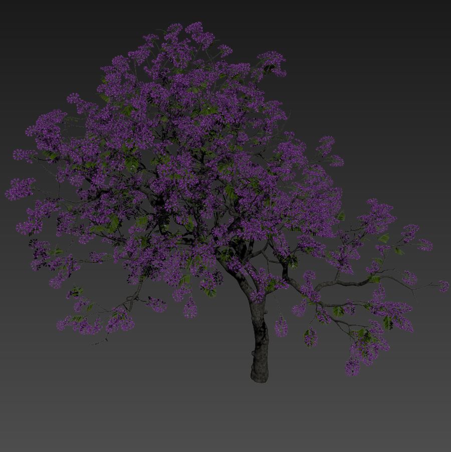 Jacaranda mimosifolia 3D model_6