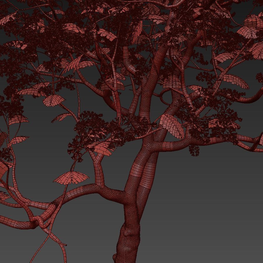 Jacaranda mimosifolia 3D model_2