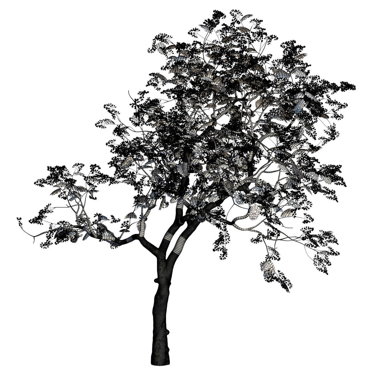 Jacaranda mimosifolia 3D model_8