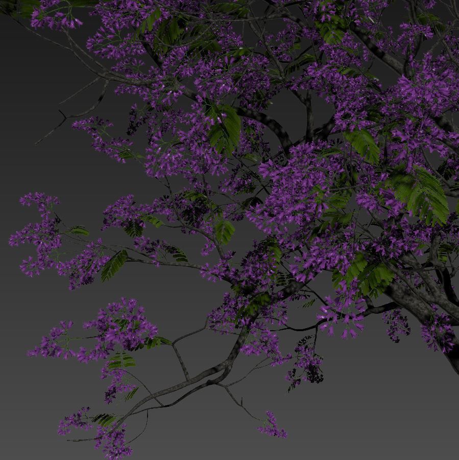 Jacaranda mimosifolia 3D model_7