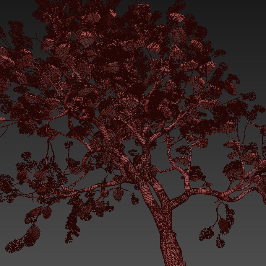 Jacaranda mimosifolia 3D model_5