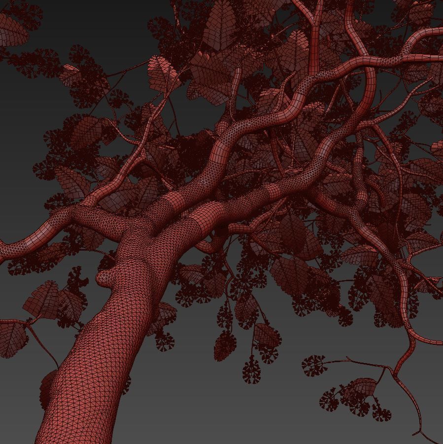 Jacaranda mimosifolia 3D model_3