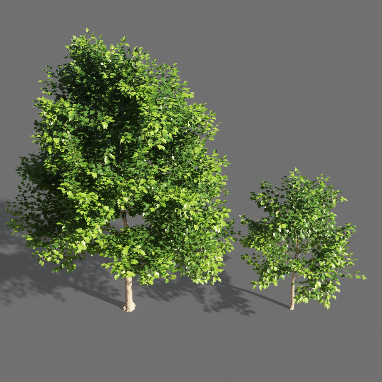 TULIP TREE 3 3D model_1