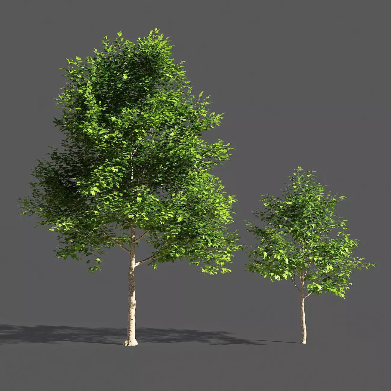 TULIP TREE 3 3D model_0