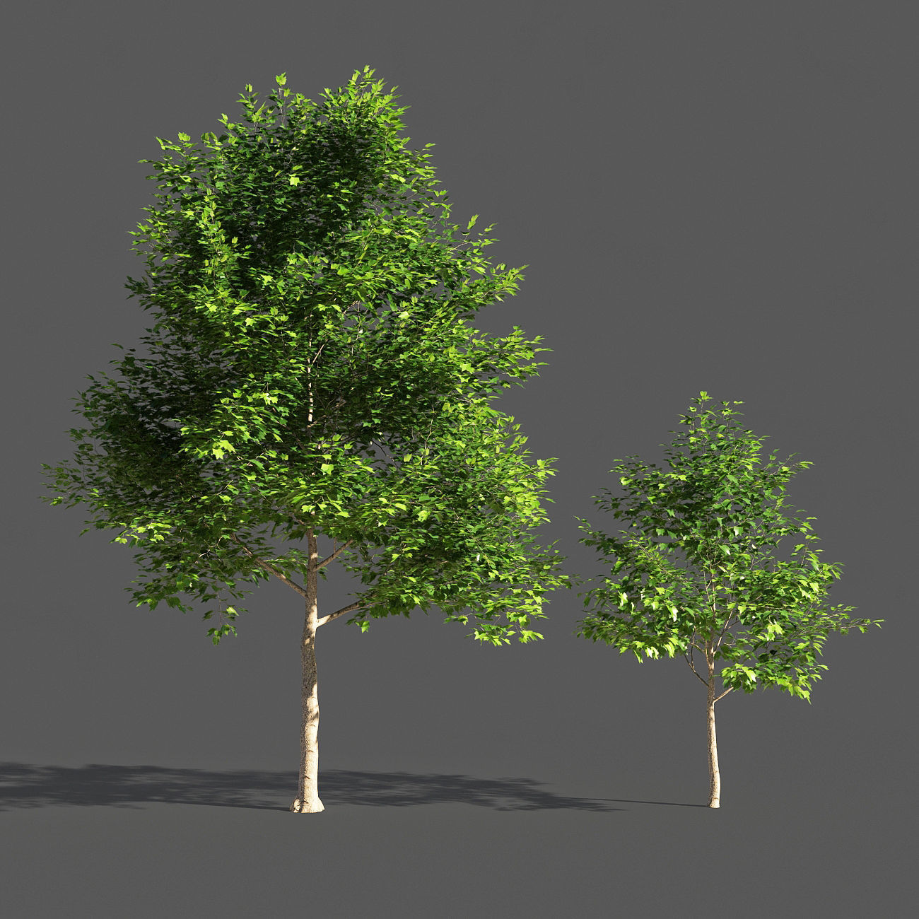 TULIP TREE 3