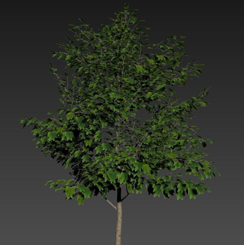TULIP TREE 3 3D model_4