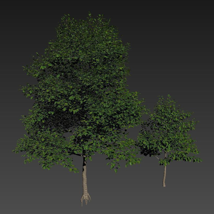 TULIP TREE 3 3D model_3