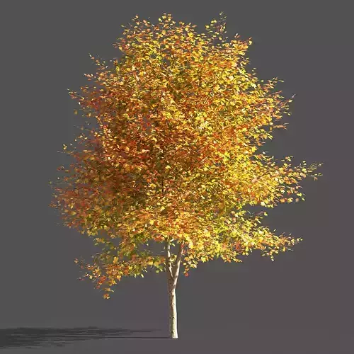 TULIP TREE 1 3D model